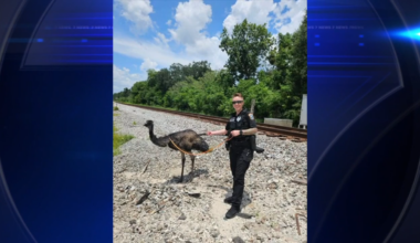 Officers chase down escaped emu near Tampa - WSVN 7News | Miami News, Weather, Sports