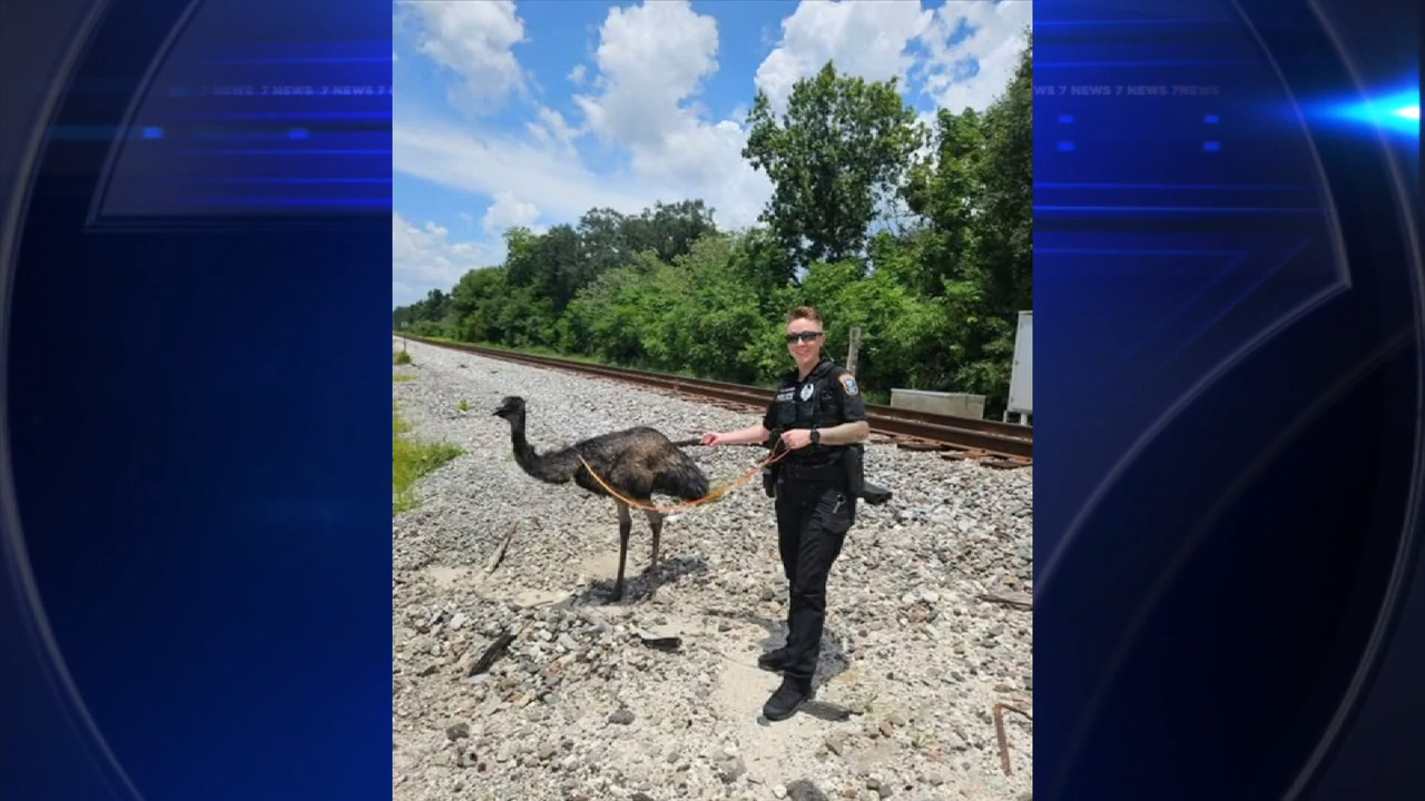 Officers chase down escaped emu near Tampa - WSVN 7News | Miami News, Weather, Sports