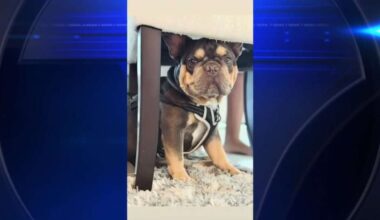 North Miami Beach woman seek answers after dog dies under care of sitter while she was traveling - WSVN 7News | Miami News, Weather, Sports