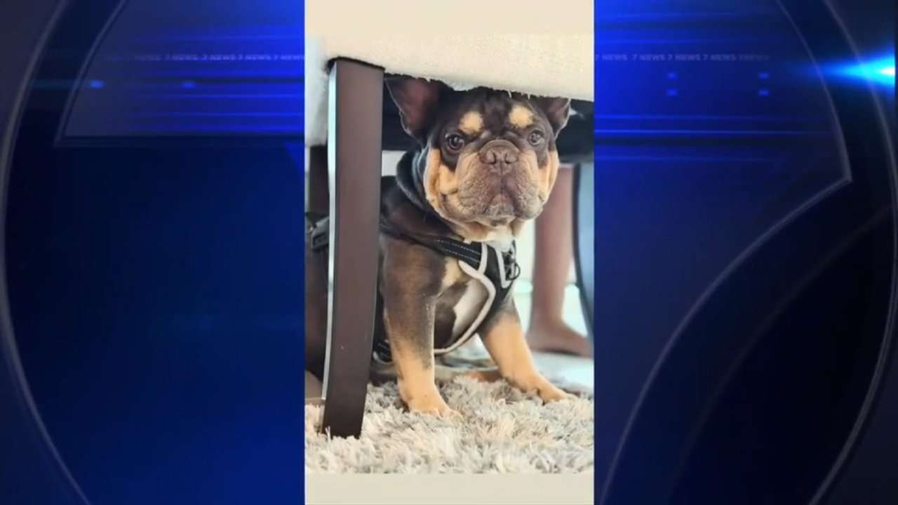North Miami Beach woman seek answers after dog dies under care of sitter while she was traveling - WSVN 7News | Miami News, Weather, Sports