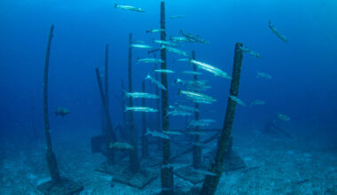 Beneath the surface - Florida Weekly