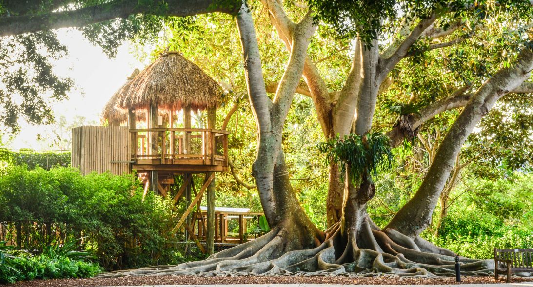 This 100-year-old banyan tree is located in the Children’s Rainforest Garden at Marie Selby Botanical Gardens, which also hosts an orchid seed lab.