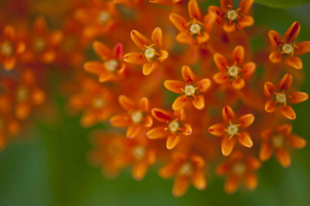 Close up of orange milkweed flowers.