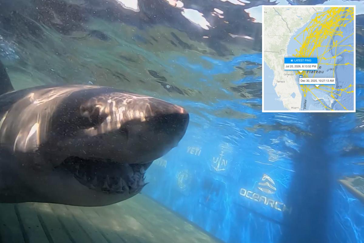 1,400-pound great white shark stuns scientists with new ping off Florida coast