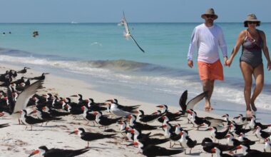 Fourth of July fireworks and Florida’s nesting birds don’t mix