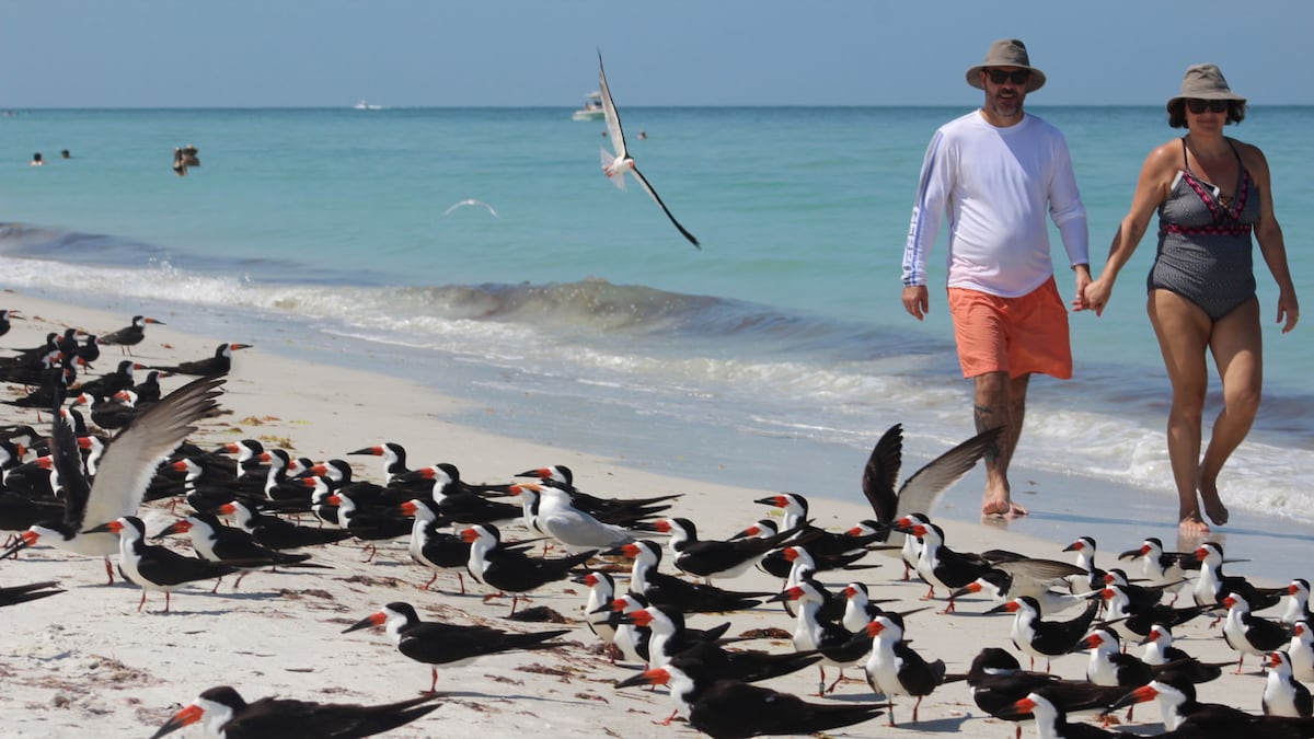 Fourth of July fireworks and Florida’s nesting birds don’t mix