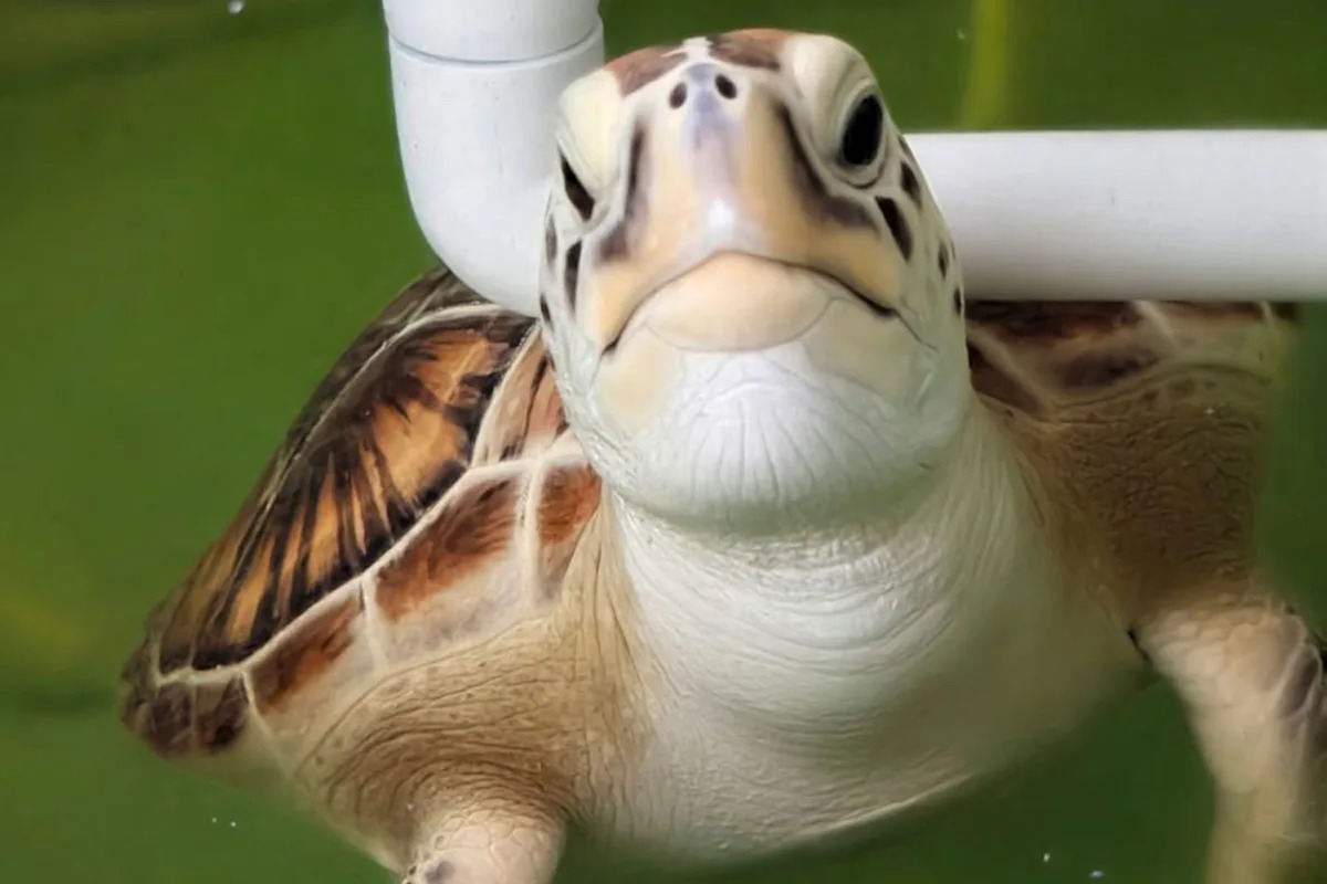 Entangled off Florida, 'Soggy Bottom' makes a triumphant swim back to the Atlantic