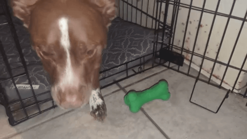 {p}After the alligator let go, McMicken faced another challenge: getting back to safety. He said he called his dog over and used the animal to help steady himself. (CNN Newsource){/p}
