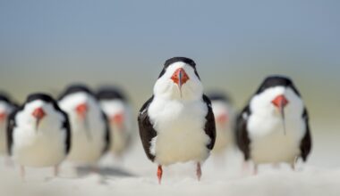 Florida Men Charged With Harassing Birds With Mothballs