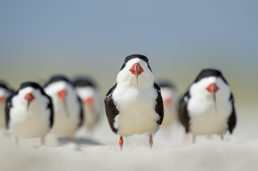 Florida Men Charged With Harassing Birds With Mothballs
