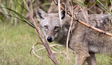 Study: Coyotes in South Florida are eating iguanas, peacocks