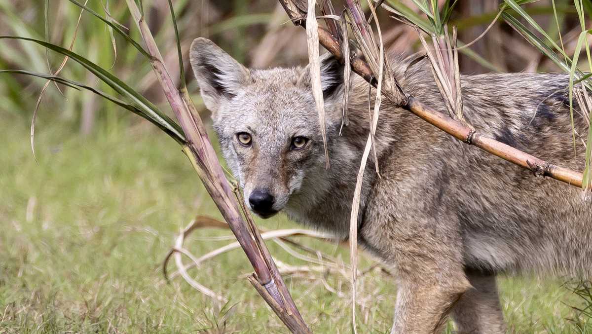 Study: Coyotes in South Florida are eating iguanas, peacocks