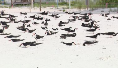 Florida wildlife officials warn against holiday beach fireworks to protect nesting sea turtles, sea birds