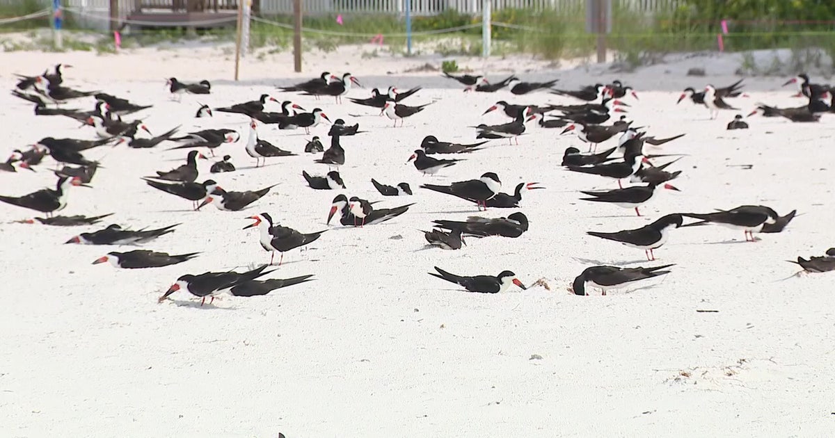 Florida wildlife officials warn against holiday beach fireworks to protect nesting sea turtles, sea birds