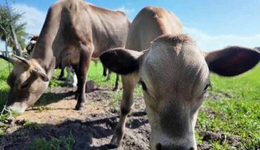 Mother cow, calf found dead after months of warnings about Sanford cattle
