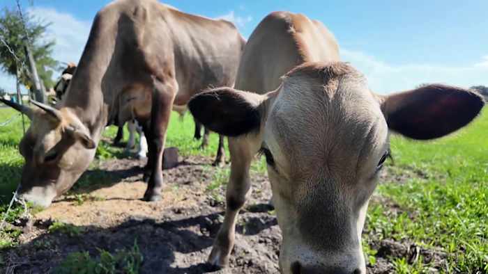 Mother cow, calf found dead after months of warnings about Sanford cattle