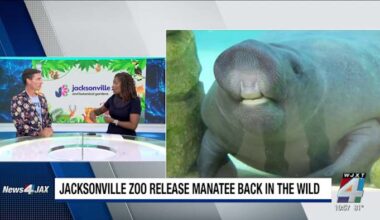 News4JAX+ at 10:30 a.m.: Jacksonville Zoo releases manatee back into the wild