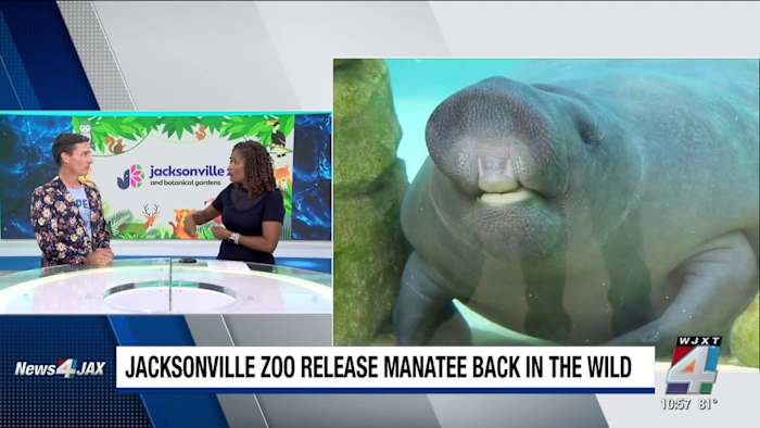 News4JAX+ at 10:30 a.m.: Jacksonville Zoo releases manatee back into the wild