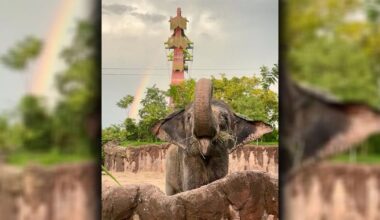 Busch Gardens Asian elephant passes away after sudden health decline