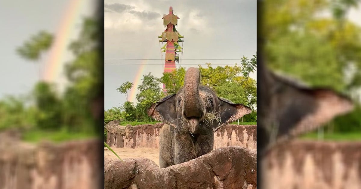 Busch Gardens Asian elephant passes away after sudden health decline