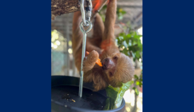 Sloth World update: Rescued sloths hitting major training milestones