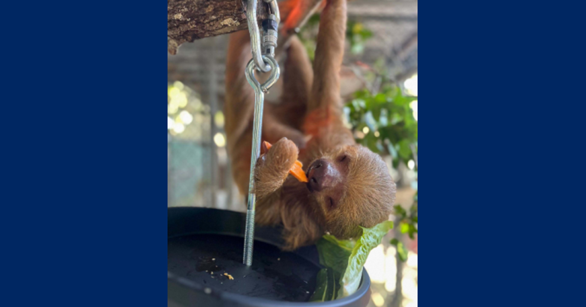 Sloth World update: Rescued sloths hitting major training milestones
