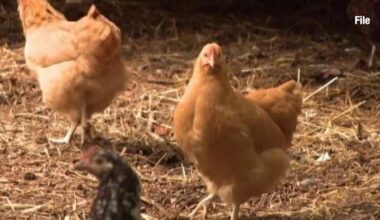 Egg-citing Proposal: Edgewater Weighs Backyard Chicken Ordinance