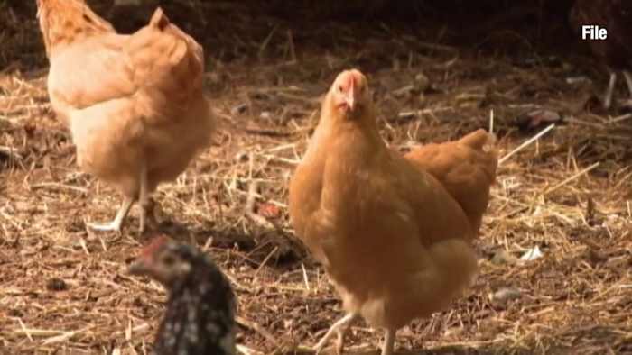 Egg-citing Proposal: Edgewater Weighs Backyard Chicken Ordinance