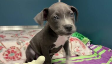 DeSantis vetoes $2 million grant for St. Petersburg animal shelter