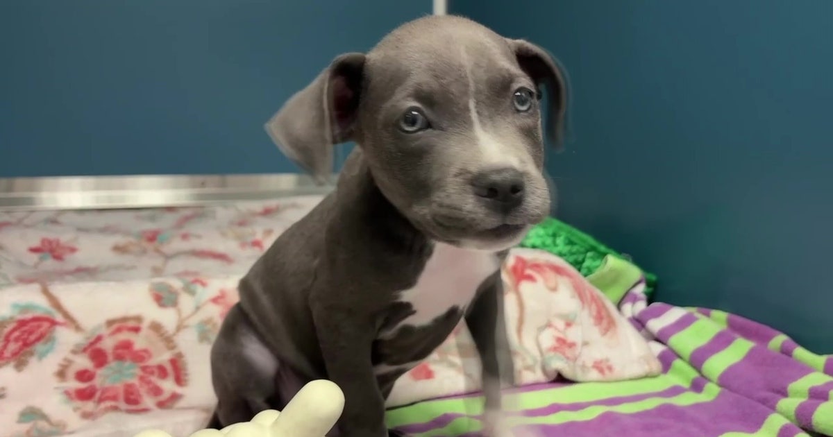 DeSantis vetoes $2 million grant for St. Petersburg animal shelter