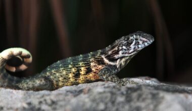 Florida wildlife officials warn about spread of invasive lizards
