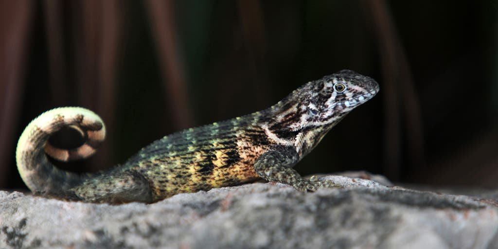 Florida wildlife officials warn about spread of invasive lizards