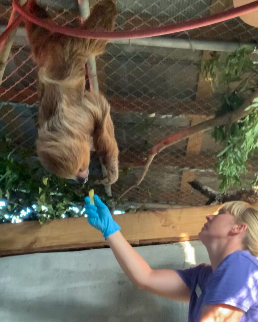 Chewie, one of the eight sloths at the zoo, trains to get into an X-ray position by hanging from his back legs and doing a long stretch toward the ground. Getting the sloths to participate in voluntary X-rays eliminates the need to sedate or restrain the animals in order to evaluate them, according to the zoo.