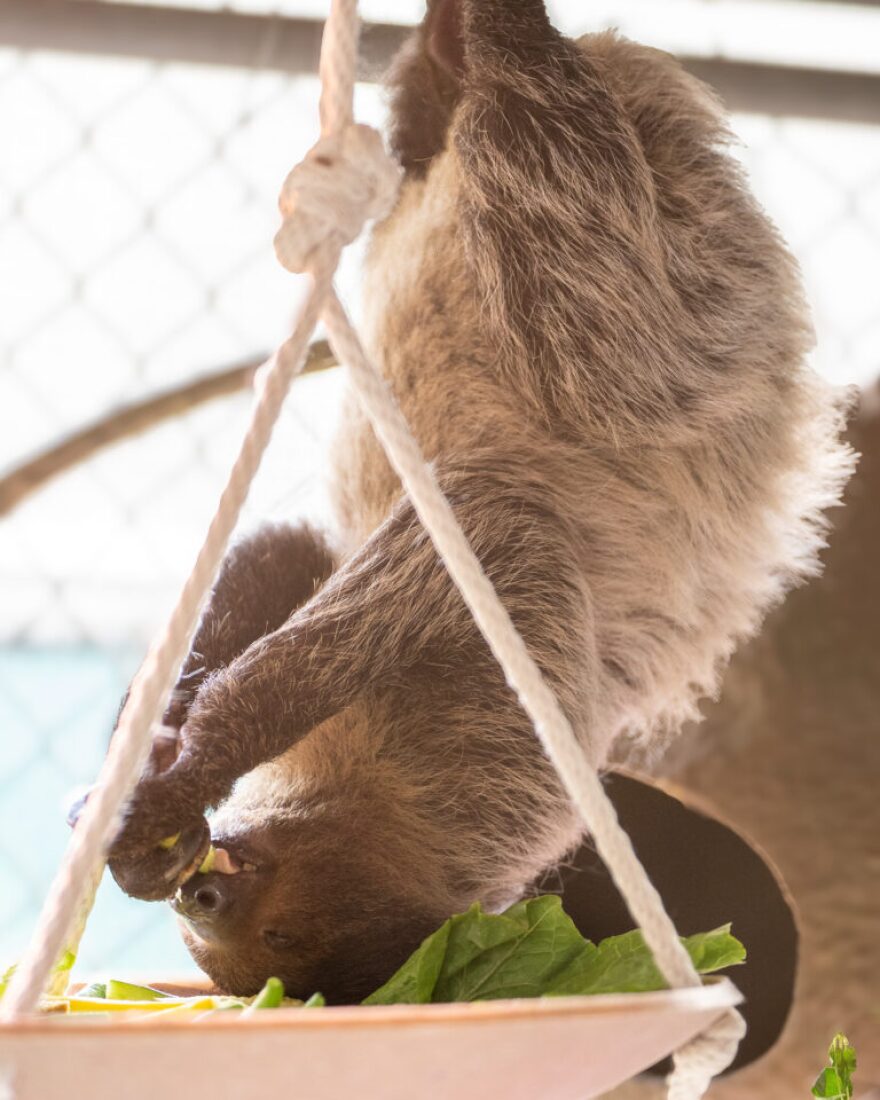 Leeloo, the smallest sloth at the zoo, is very shy but recently started coming out of her shell. “She'd come out for food, but she would not come out for people. And now, it's really cool to see her move about, and she will come up to the [zoo]keepers and participate with them,” said associate zoo veterinarian Dr. Haley Straub.