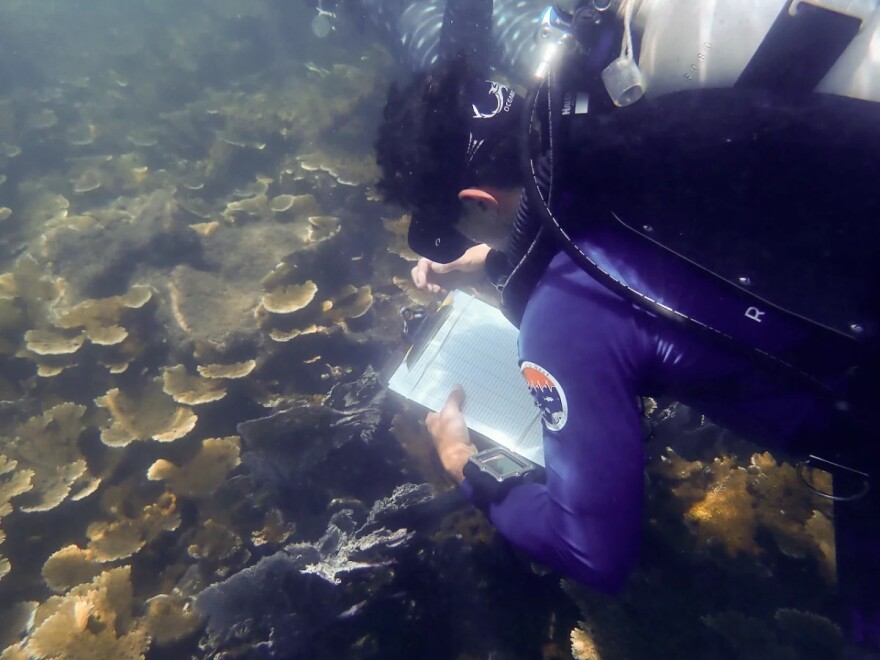 Fabrizio Conejo, a PhD student in Andrew Baker's lab, takes notes on elkhorn found on a Honduran reef.