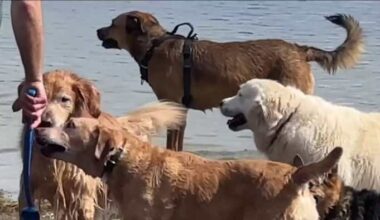 Dangerous dog days of summer: Vets warn 1 in 7 dogs treated for heatstroke don’t survive