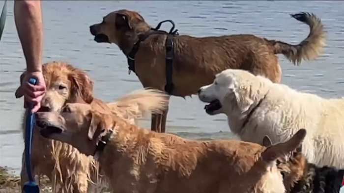 Dangerous dog days of summer: Vets warn 1 in 7 dogs treated for heatstroke don’t survive