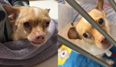 Florida dog, 'Teddy,' rescued after vest left on for 9 months grows into his skin: Sheriff