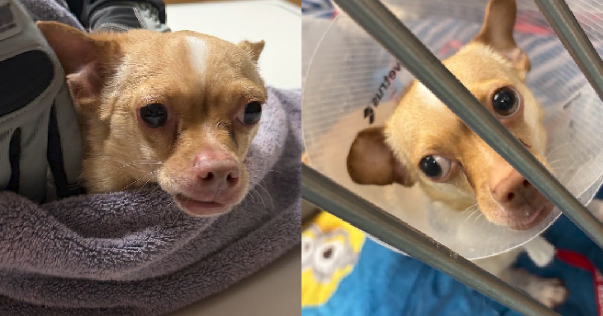 Florida dog, 'Teddy,' rescued after vest left on for 9 months grows into his skin: Sheriff