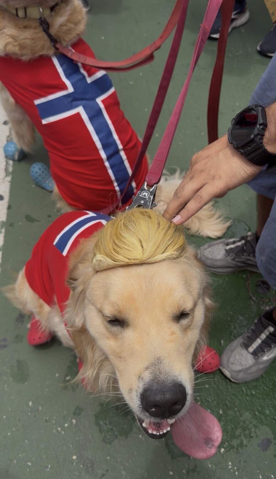 Golden retriever dressed as Erling Haaland in Miami Beach on July 10, 2026.