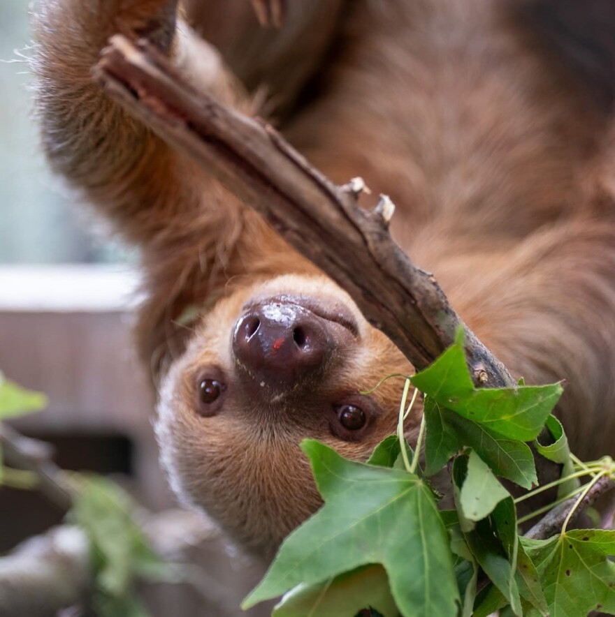 Dolce is one of two male sloths to recently progress out of intensive care at the zoo in Sanford.