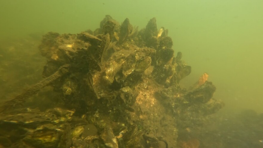 Clusters of oysters in yellowish water.