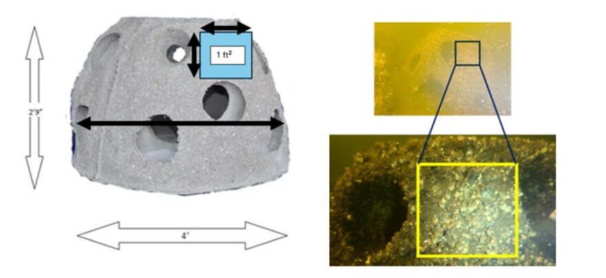To the left, gray dome example with holes showing it's 2 feet 9 inches tall, 4 feet wide with 1 foot holes. To the right actual dome underwater with lots of oysters attached.