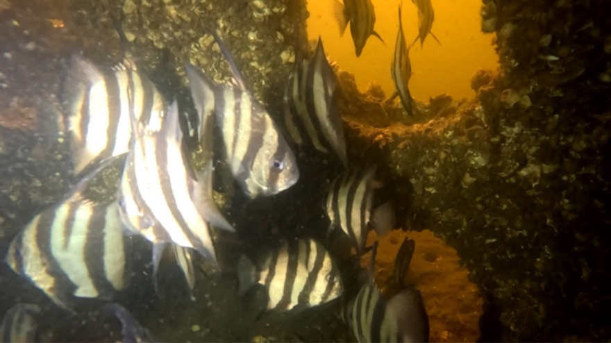 Black and white striped fish swimming through holes in a concrete structure underwater.