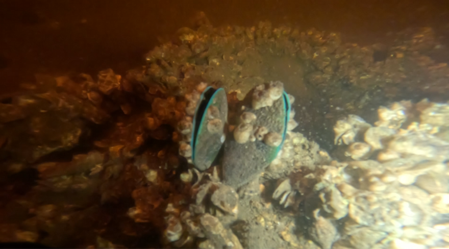 Gray bivalves with a blue-green outline at the mouth surrounded by oysters and barnacles.