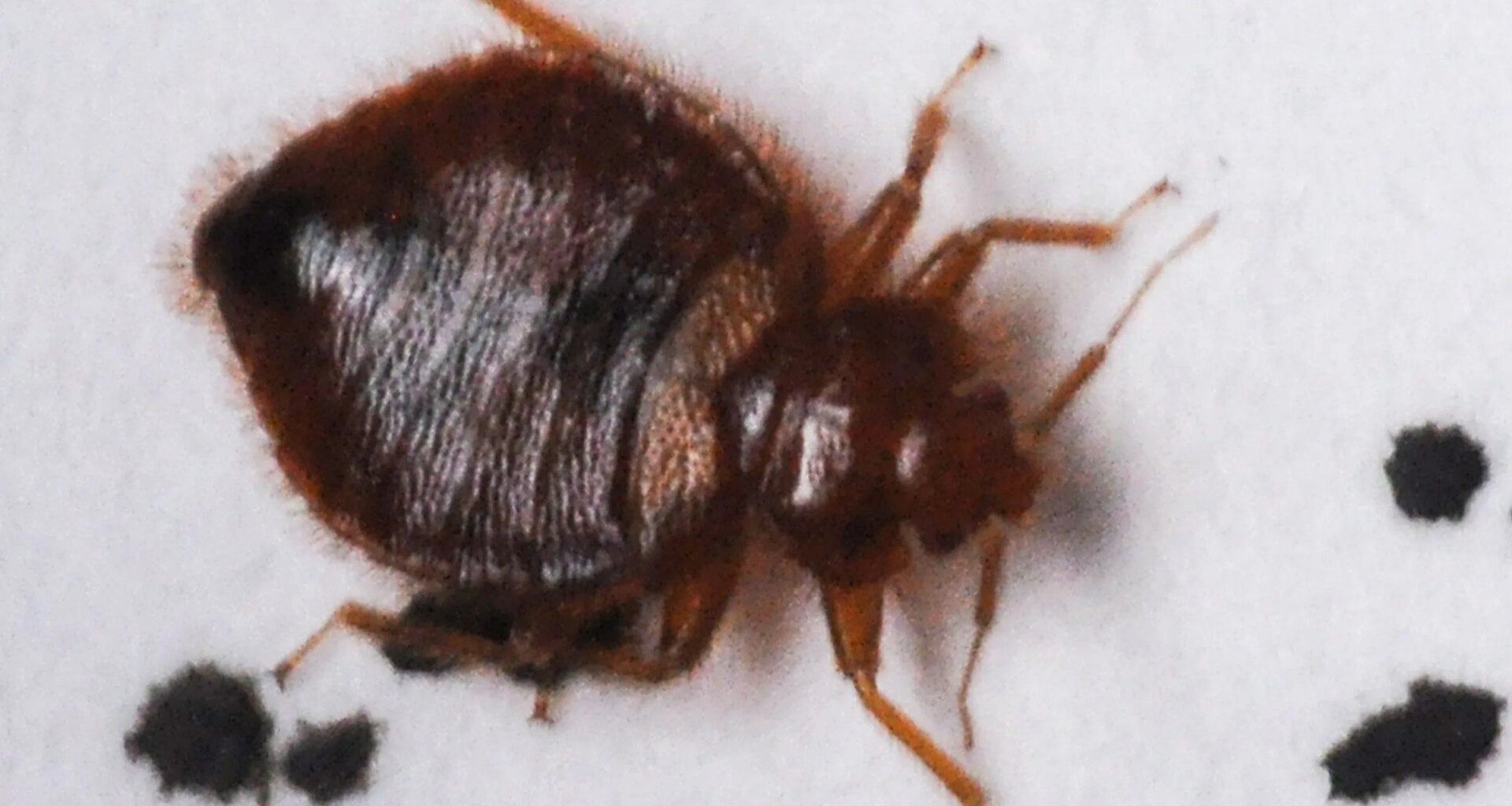 Florida cities ranked on worst for bed bugs list. How to kill them