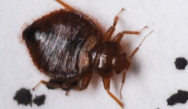 Florida cities ranked on worst for bed bugs list. How to kill them