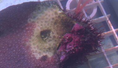 Mote Marine Laboratory finds disease-resistant coral that could help Florida reef restoration