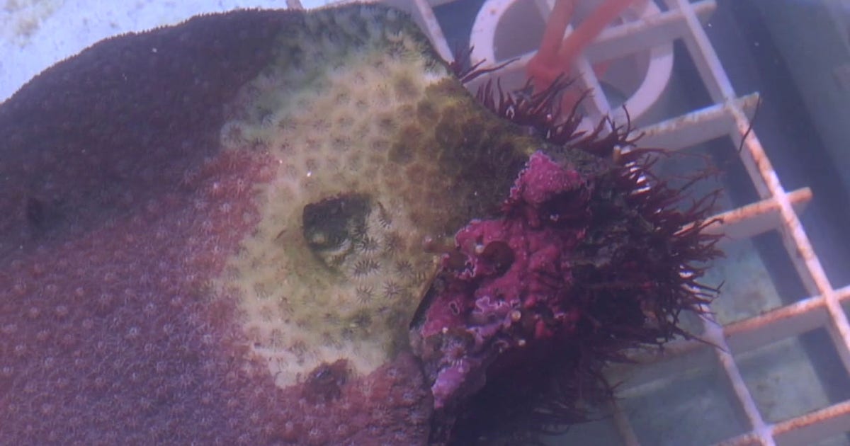 Mote Marine Laboratory finds disease-resistant coral that could help Florida reef restoration