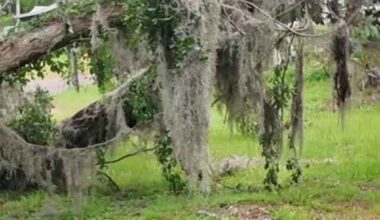 Jacksonville woman credits faith after tree destroys her bedroom during Saturday storms